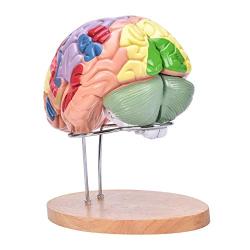 Bavnnro Human Brain Model with Labels Human Regional Brain Model Cerebral Cortex Nerve 4 Parts and A Support for Learning Science Classroom Study Display Medical Model