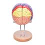 Bavnnro Human Brain Model with Labels Human Regional Brain Model Cerebral Cortex Nerve 4 Parts and A Support for Learning Science Classroom Study Display Medical Model