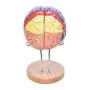 Modèle humain du cerveau Bavnnro avec étiquettes – Modèle régional du cerveau humain – Cortex cérébral – Nerfs – 4 parties – Support pour l’apprentissage, salle de classe, étude, modèle médical. Modèle humain du cerveau Bavnnro avec étiquettes – Modèle régional du cerveau humain – Cortex cérébral – Nerfs – 4 parties – Support pour l’apprentissage, salle de classe, étude, modèle médical.