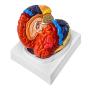 QWORK Life-Size Human Brain Anatomical Model, Color-Coded Partitioned Brain, 2 Parts, Anatomically Accurate Brain Model for Science Classroom Study Display Teaching Medical Model