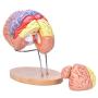 Bavnnro Human Brain Model with Labels Human Regional Brain Model Cerebral Cortex Nerve 4 Parts and A Support for Learning Science Classroom Study Display Medical Model