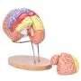 Modèle humain du cerveau Bavnnro avec étiquettes – Modèle régional du cerveau humain – Cortex cérébral – Nerfs – 4 parties – Support pour l’apprentissage, salle de classe, étude, modèle médical. Modèle humain du cerveau Bavnnro avec étiquettes – Modèle régional du cerveau humain – Cortex cérébral – Nerfs – 4 parties – Support pour l’apprentissage, salle de classe, étude, modèle médical.