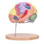 Bavnnro Human Brain Model with Labels Human Regional Brain Model Cerebral Cortex Nerve 4 Parts and A Support for Learning Science Classroom Study Display Medical Model