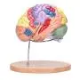 Modèle humain du cerveau Bavnnro avec étiquettes – Modèle régional du cerveau humain – Cortex cérébral – Nerfs – 4 parties – Support pour l’apprentissage, salle de classe, étude, modèle médical. Modèle humain du cerveau Bavnnro avec étiquettes – Modèle régional du cerveau humain – Cortex cérébral – Nerfs – 4 parties – Support pour l’apprentissage, salle de classe, étude, modèle médical.