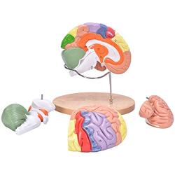 Bavnnro Human Brain Model with Labels Human Regional Brain Model Cerebral Cortex Nerve 4 Parts and A Support for Learning Science Classroom Study Display Medical Model