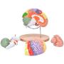 Bavnnro Human Brain Model with Labels Human Regional Brain Model Cerebral Cortex Nerve 4 Parts and A Support for Learning Science Classroom Study Display Medical Model
