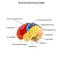 QWORK Life-Size Human Brain Anatomical Model, Color-Coded Partitioned Brain, 2 Parts, Anatomically Accurate Brain Model for Science Classroom Study Display Teaching Medical Model