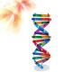 NUOBESTY Kids DNA Model Kit Genes DNA Models Double Helix Science Popularization Teaching Aids