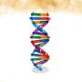 NUOBESTY Kids DNA Model Kit Genes DNA Models Double Helix Science Popularization Teaching Aids