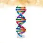 NUOBESTY Kids DNA Model Kit Genes DNA Models Double Helix Science Popularization Teaching Aids