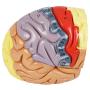 Texinpress Human Brain Model for Neuroscience Teaching 2 Times Vessels Life Size Anatomy Model for Learning Science Classroom Study Display Medical Brain Model Includes Instruction Card