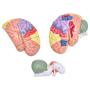 Bavnnro Human Brain Model with Labels Human Regional Brain Model Cerebral Cortex Nerve 4 Parts and A Support for Learning Science Classroom Study Display Medical Model