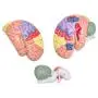 Modèle humain du cerveau Bavnnro avec étiquettes – Modèle régional du cerveau humain – Cortex cérébral – Nerfs – 4 parties – Support pour l’apprentissage, salle de classe, étude, modèle médical. Modèle humain du cerveau Bavnnro avec étiquettes – Modèle régional du cerveau humain – Cortex cérébral – Nerfs – 4 parties – Support pour l’apprentissage, salle de classe, étude, modèle médical.