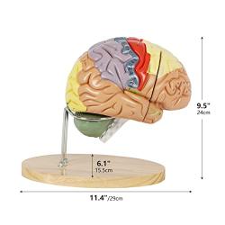 Texinpress Human Brain Model for Neuroscience Teaching 2 Times Vessels Life Size Anatomy Model for Learning Science Classroom Study Display Medical Brain Model Includes Instruction Card
