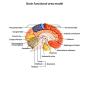 QWORK Life-Size Human Brain Anatomical Model, Color-Coded Partitioned Brain, 2 Parts, Anatomically Accurate Brain Model for Science Classroom Study Display Teaching Medical Model