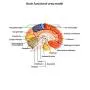 QWORK Life-Size Human Brain Anatomical Model, Color-Coded Partitioned Brain, 2 Parts, Anatomically Accurate Brain Model for Science Classroom Study Display Teaching Medical Model