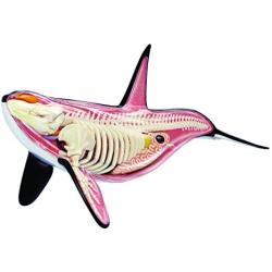 4D Orca Anatomy 12.5 inch Model - Build your Own with 16 detachable parts & stand!