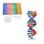 NUOBESTY Kids DNA Model Kit Genes DNA Models Double Helix Science Popularization Teaching Aids
