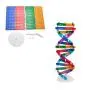 NUOBESTY Kids DNA Model Kit Genes DNA Models Double Helix Science Popularization Teaching Aids