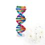 NUOBESTY Kids DNA Model Kit Genes DNA Models Double Helix Science Popularization Teaching Aids