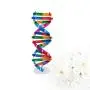 NUOBESTY Kids DNA Model Kit Genes DNA Models Double Helix Science Popularization Teaching Aids