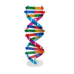 NUOBESTY Kids DNA Model Kit Genes DNA Models Double Helix Science Popularization Teaching Aids