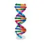 NUOBESTY Kids DNA Model Kit Genes DNA Models Double Helix Science Popularization Teaching Aids