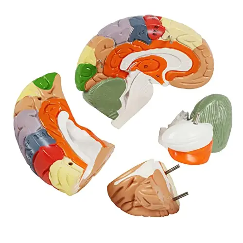 Modèle de Cerveau Humain Texinpress pour l'Enseignement de la Neurosciences – Modèle Anatomique en 2 Temps, Vaisseaux Sanguins, Taille Naturelle – Idéal pour l'Apprentissage en Laboratoire, Décoration de la Salle de Classe, Étude Médicale – Inclut Carte d Modèle de Cerveau Humain Texinpress pour l'Enseignement de la Neurosciences – Modèle Anatomique en 2 Temps, Vaisseaux Sanguins, Taille Naturelle – Idéal pour l'Apprentissage en Laboratoire, Décoration de la Salle de Classe, Étude Médicale – Inclut Carte d