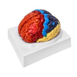 QWORK Life-Size Human Brain Anatomical Model, Color-Coded Partitioned Brain, 2 Parts, Anatomically Accurate Brain Model for Science Classroom Study Display Teaching Medical Model