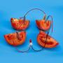 Bio Energy Science Toy Kit Children Educational Fun Potato Electricity Experiments Fruit Toys