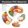 Texinpress Human Brain Model for Neuroscience Teaching 2 Times Vessels Life Size Anatomy Model for Learning Science Classroom Study Display Medical Brain Model Includes Instruction Card